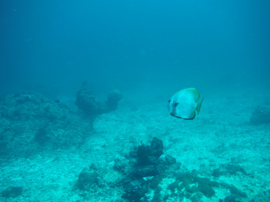 angel fish diving at the shark point in Gili Islands