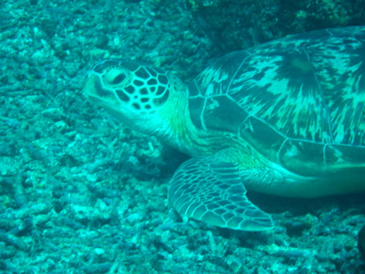 close up photo of a green turtle diving at the shark point in Gili Islands