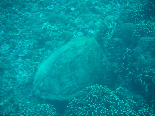 green turtle diving at the shark point in Gili Islands