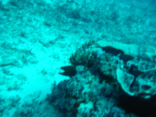 eel diving at the shark point in Gili Islands