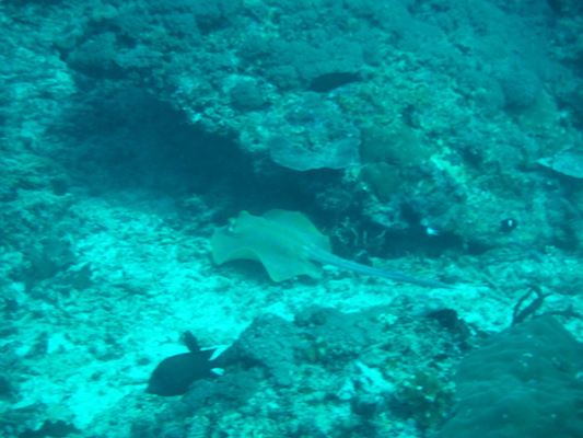 razza in immersione a Shark point nelle Isole Gili