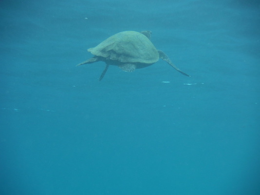 tartaruga marina che nuota verso la superficie in immersione a Shark point nelle Isole Gili