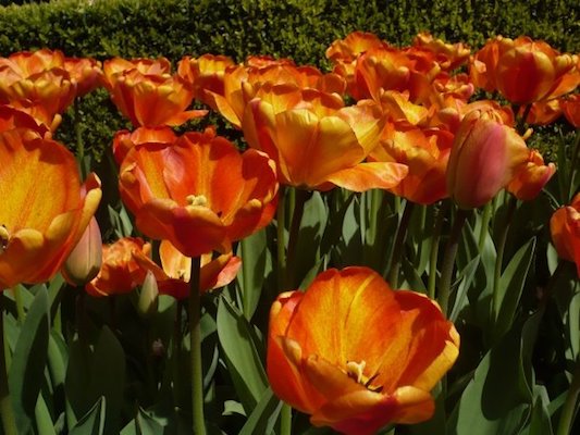 Tulipani Arancioni nel Parco di Keukenhof