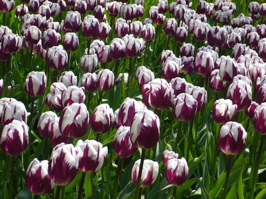 Tulipani Bianchi e Viola nel Parco di Keukenhof