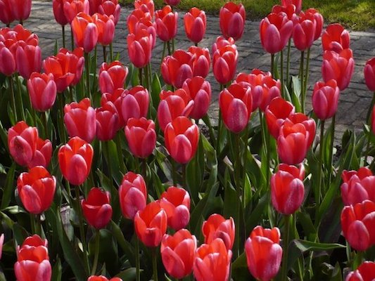 Campo di Tulipani nel Parco di Keukenhof
