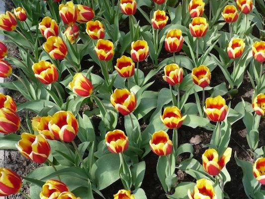 Tulipani Rossi e Gialli nel Parco di Keukenhof