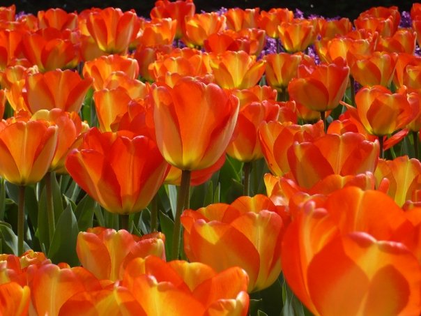 the Orange Colours of the Tulips in the Keukenhof Park