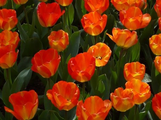 Orange and Yellow Tulips in the Keukenhof Park