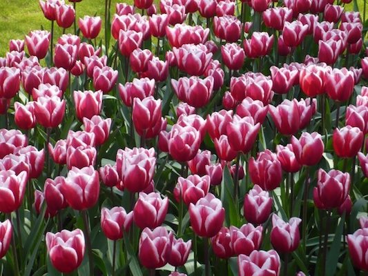 Pink Tulips in the Keukenhof Park