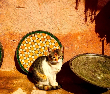 One of the cats of Morocco posing in the medina of Marrakech