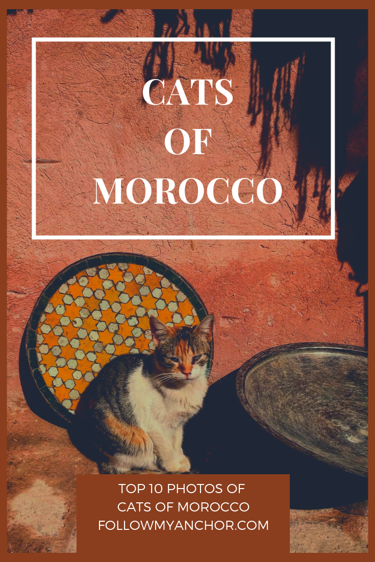 CATS OF MOROCCO